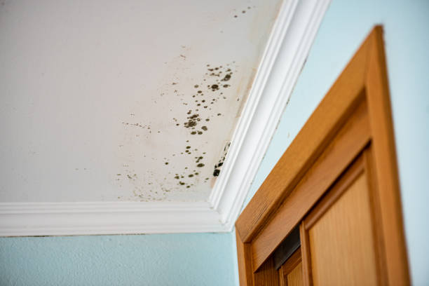 Professional Mold Removal in Tampa, FL